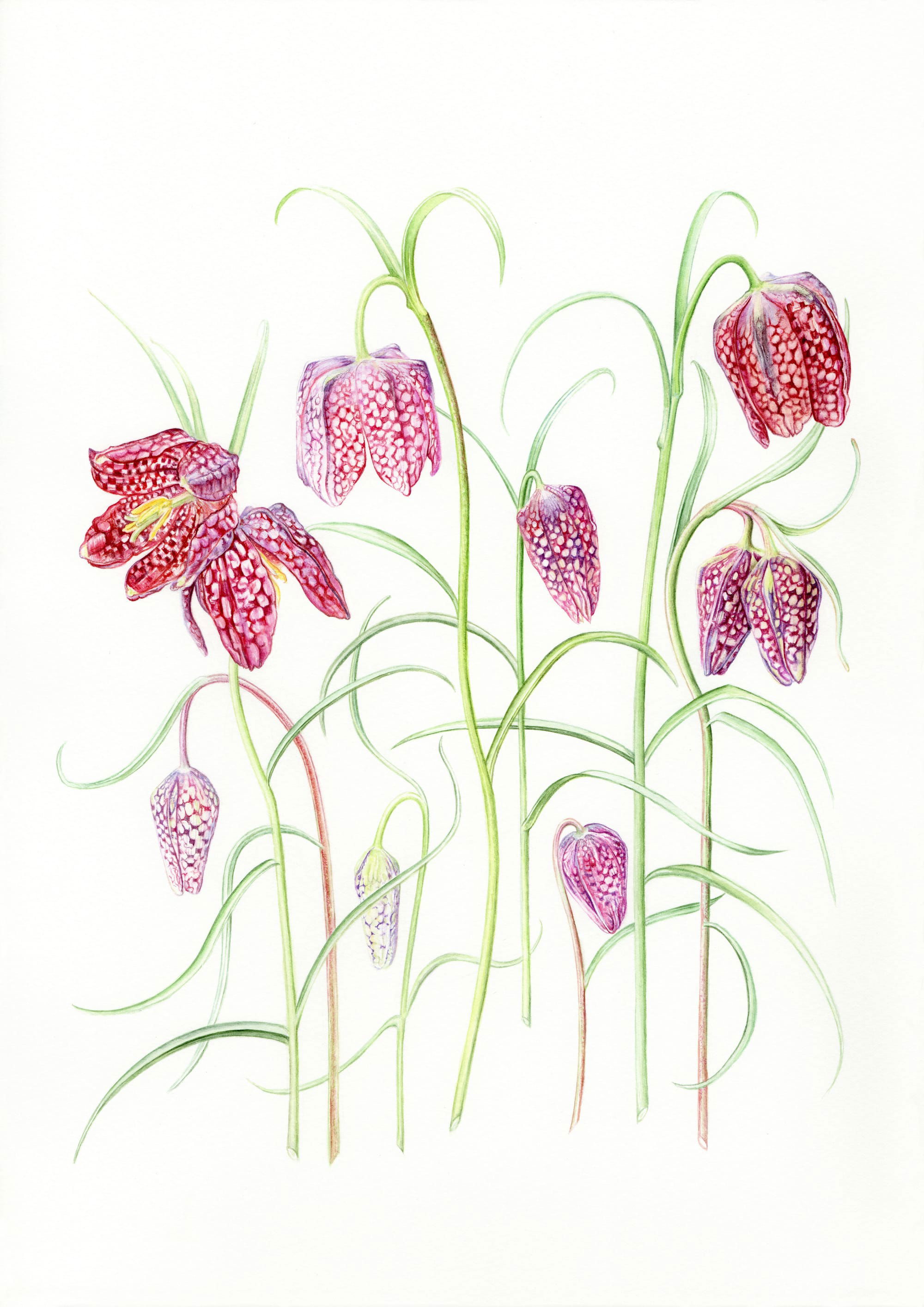 Snakeshead Fritillary