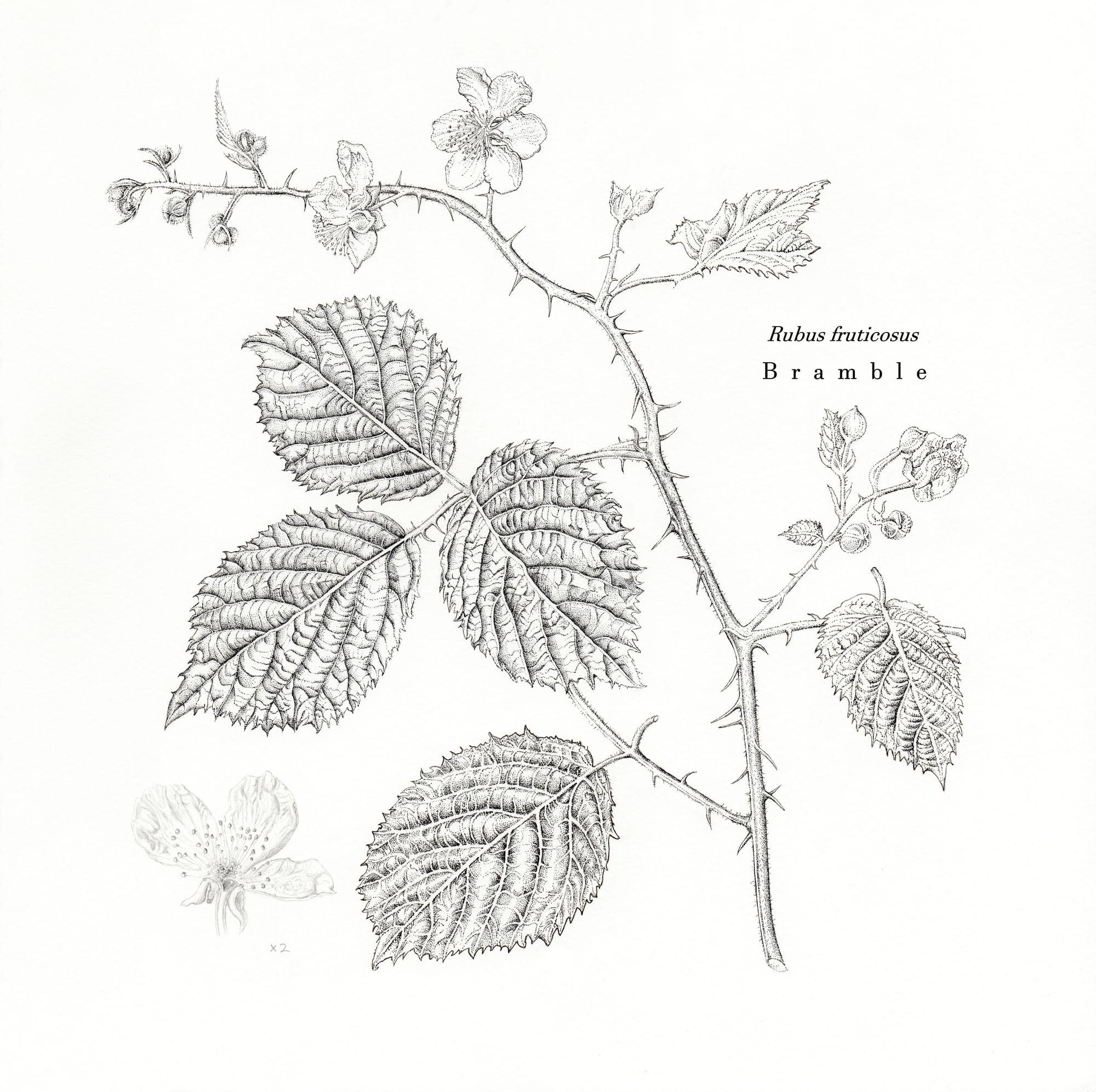 Bramble 'Rubus fruticosus'