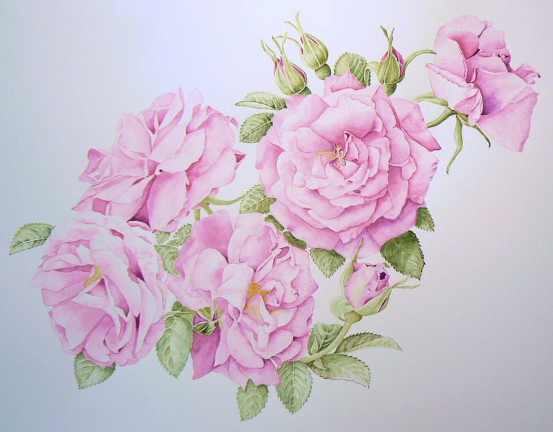 Julie Harris - Iceni Botanical Artists