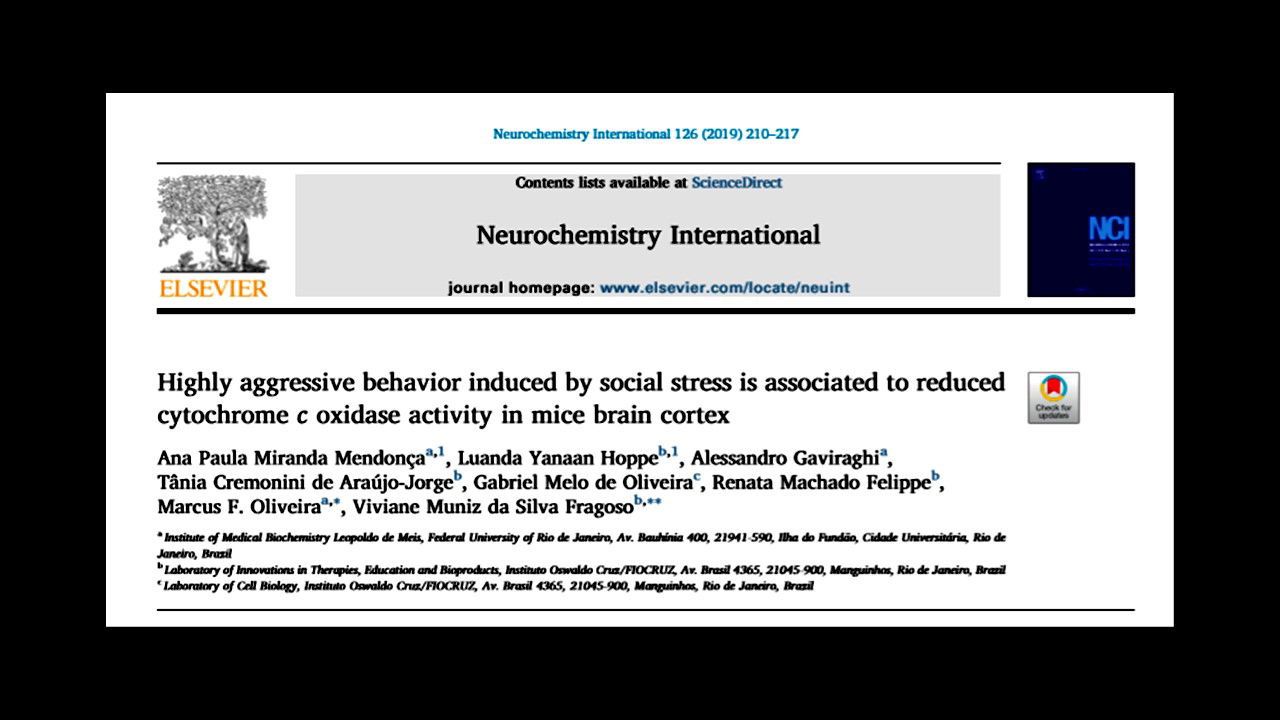 Highly aggressive behavior induced by social stress is associated to reduced cytochrome c oxidase activity in mice brain cortex