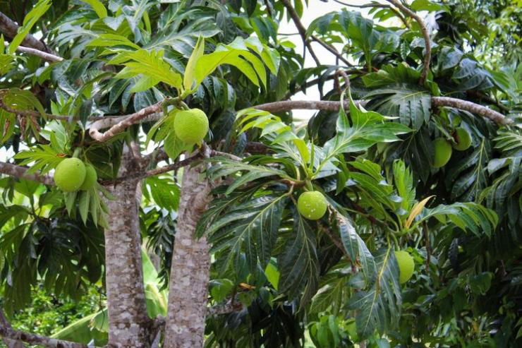 Mengenal Pohon dan Buah Sukun di Flores