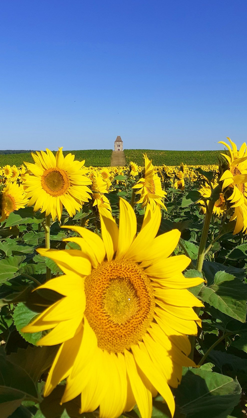 Sunflowers, Loubes Bernac