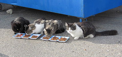 Cat Welfare