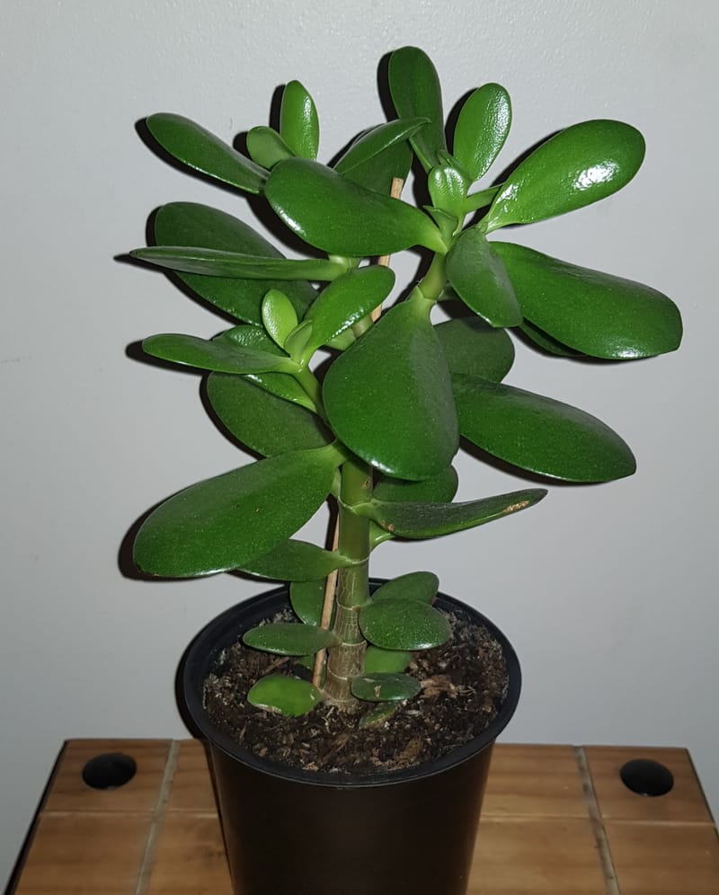 Indoor Plants Cloverfield Nursery