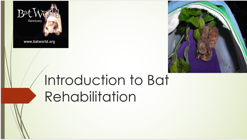 Introduction to Bat Rehabilitation - 04/02/21