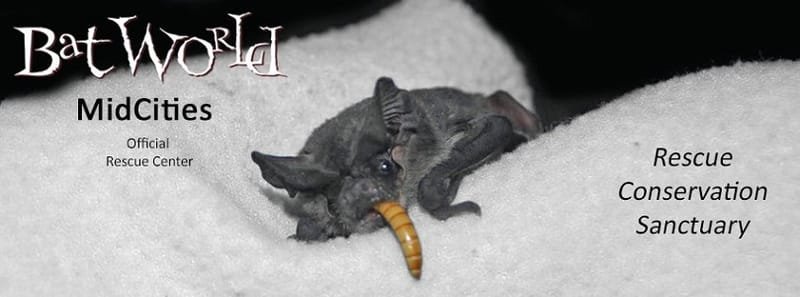 Bat World MidCities