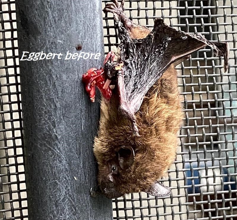 Common Injuries in Insectivorous Bats 06/11/2022