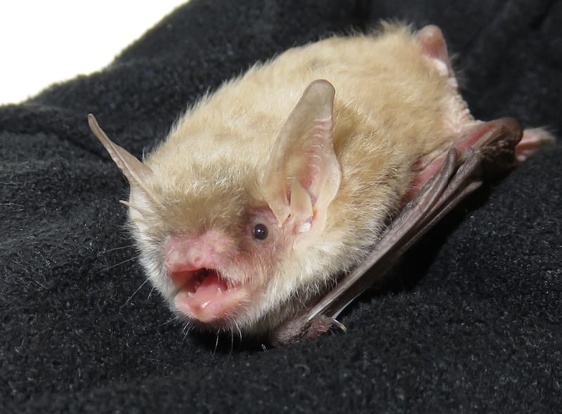 Bat Basics for CA Animal Care & Control 05/19/21