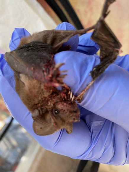 Common Injuries in Insectivorous Bats 03/20/21