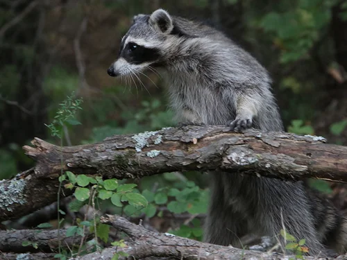 Introduction to Wildlife Rehabilitation 03/19/2022