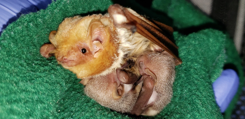 Bat Rehabilitation: Caring for Mothers and Pups - 05/20/2023