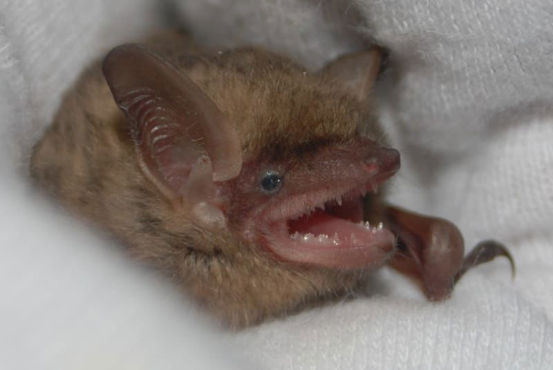 Bat World Sanctuary One-Day Bat Rehabilitation Workshop - 10/08/2022