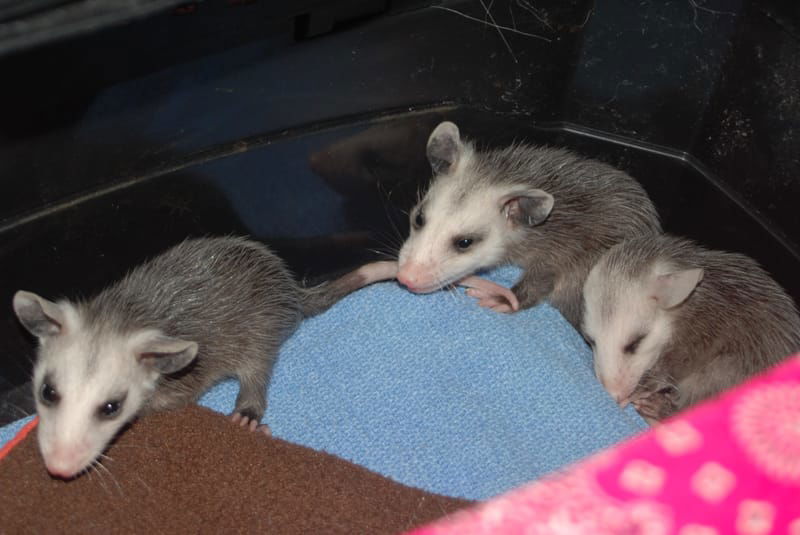 Wildlife Rehabilitation Skills Workshop: Opossum Care