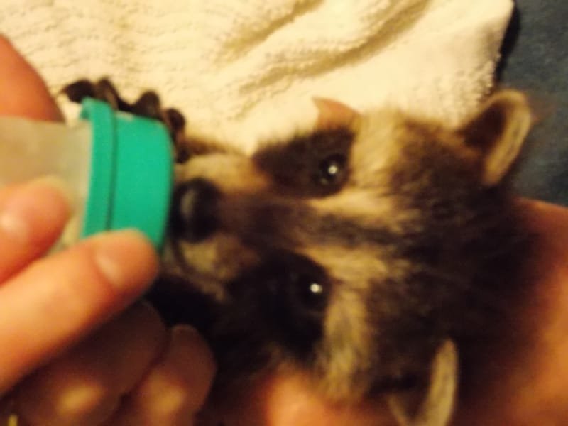 Wildlife Rehabilitation Skills Workshop: Raccoon Care 07/09/2022