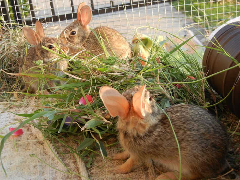 Eastern Cottontail Rabbit Rehabilitation