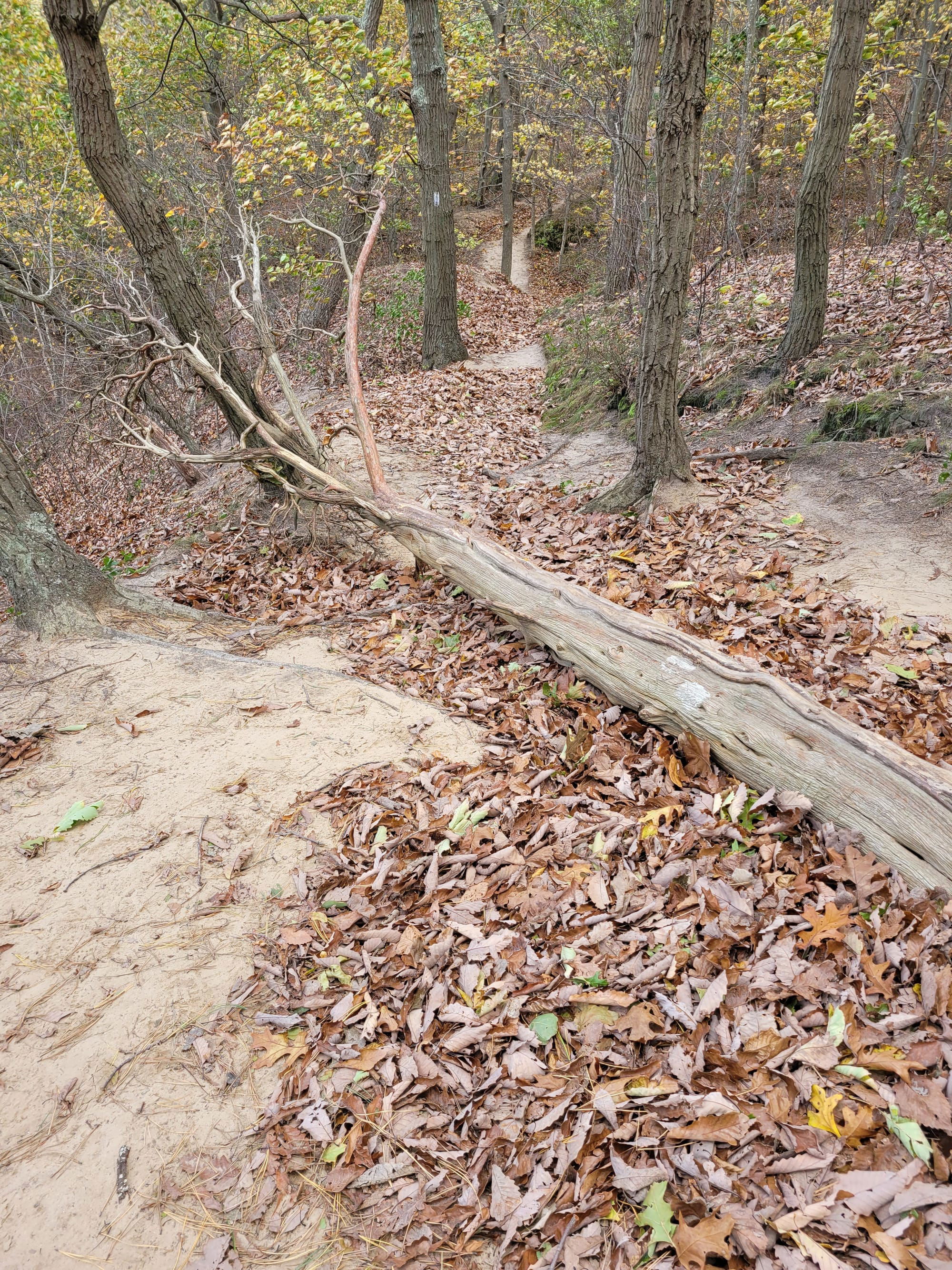 Sunken Meadow State Park Trail (Kings Park, NY)