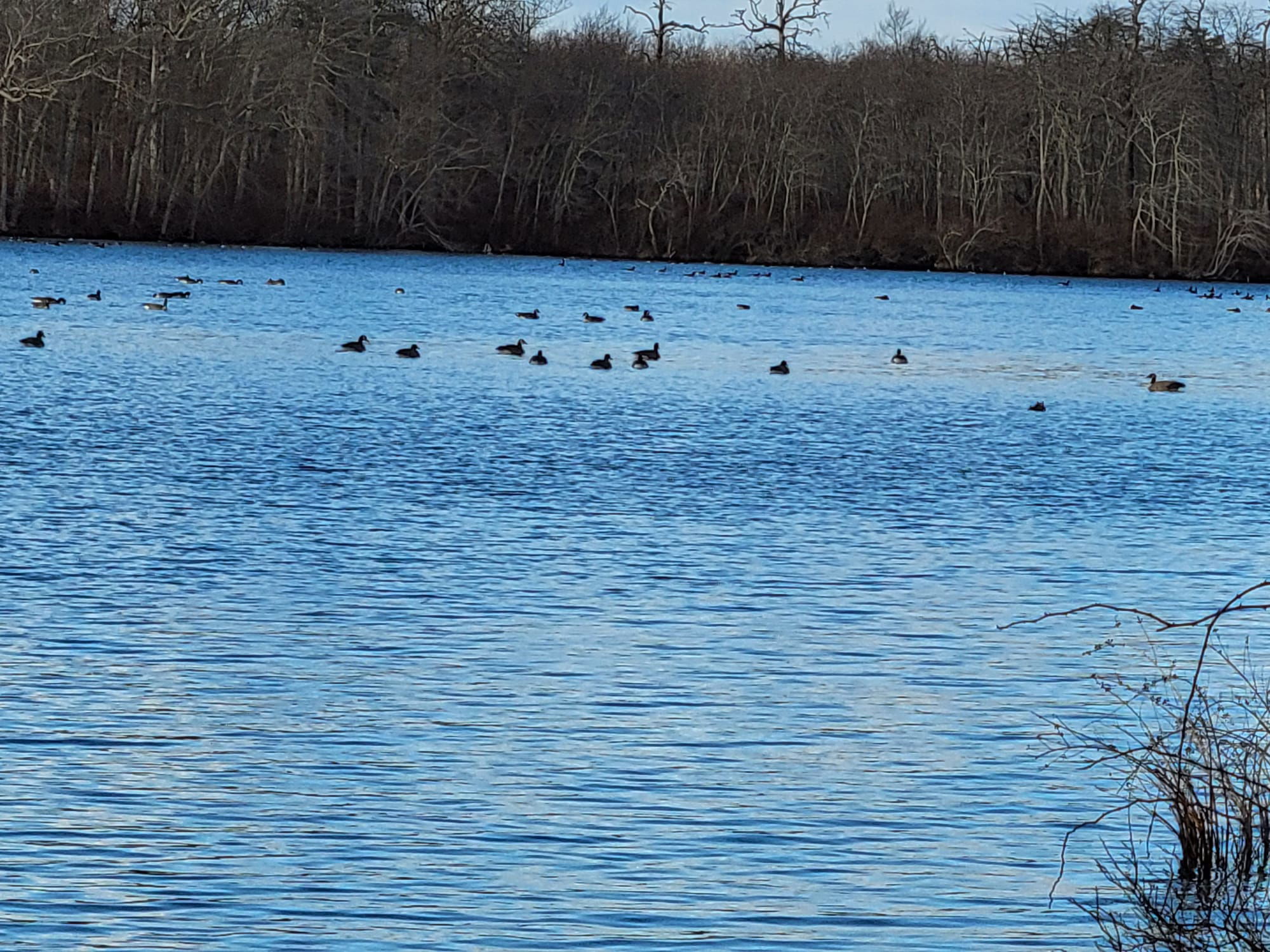 Connetquot River State Park Preserve (Oakdale, NY)