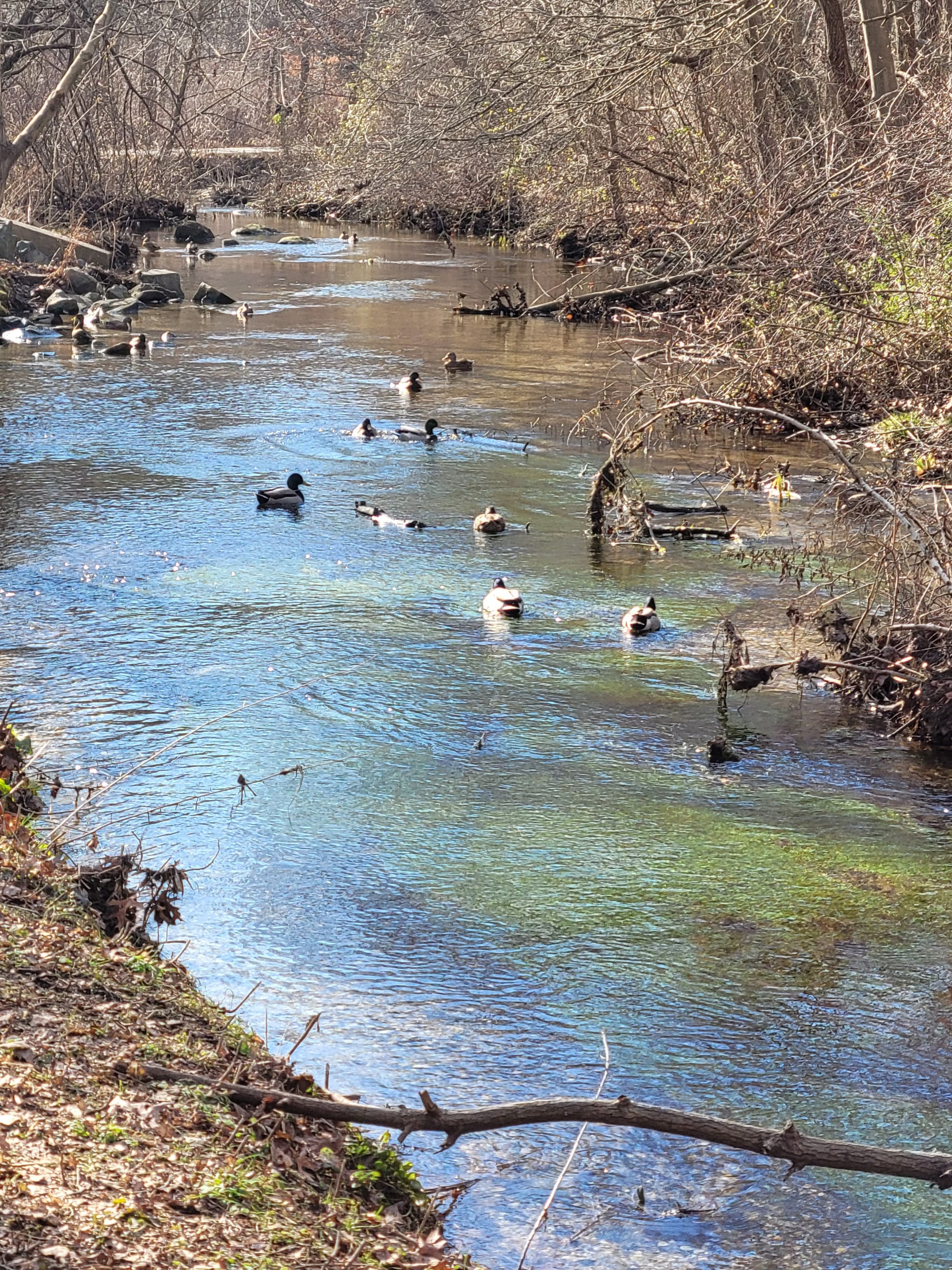 Massapequa Park Lake Preserve Hiking/Biking Trails (Massapequa Park, NY)