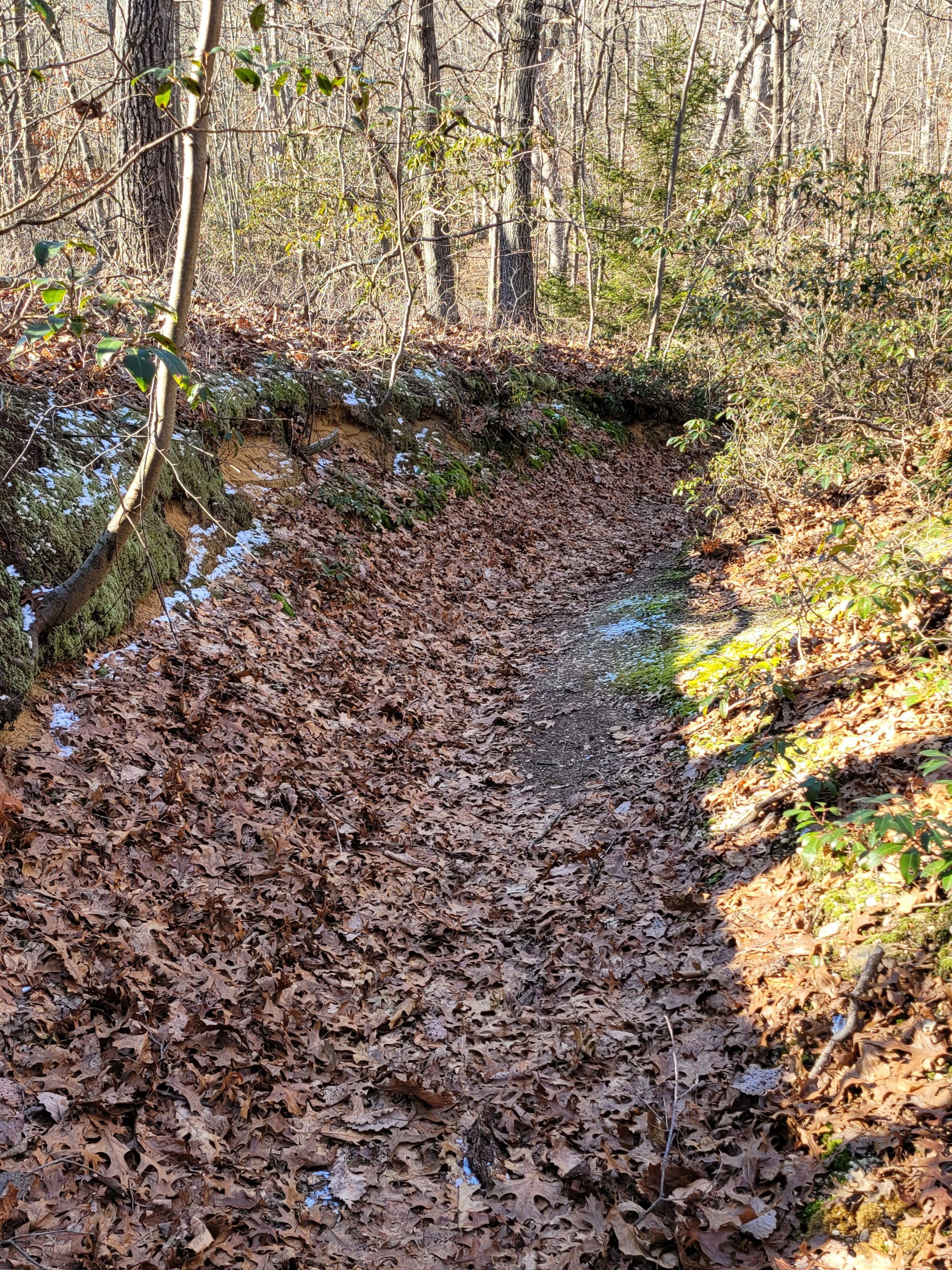 Stillwell Woods Preserve (Woodbury, NY)