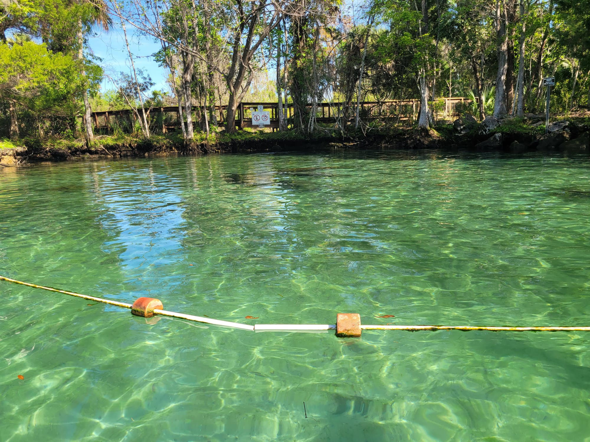 Paddle Outdoor Rentals  (Crystal River, Florida) - Manatee Sanctuary