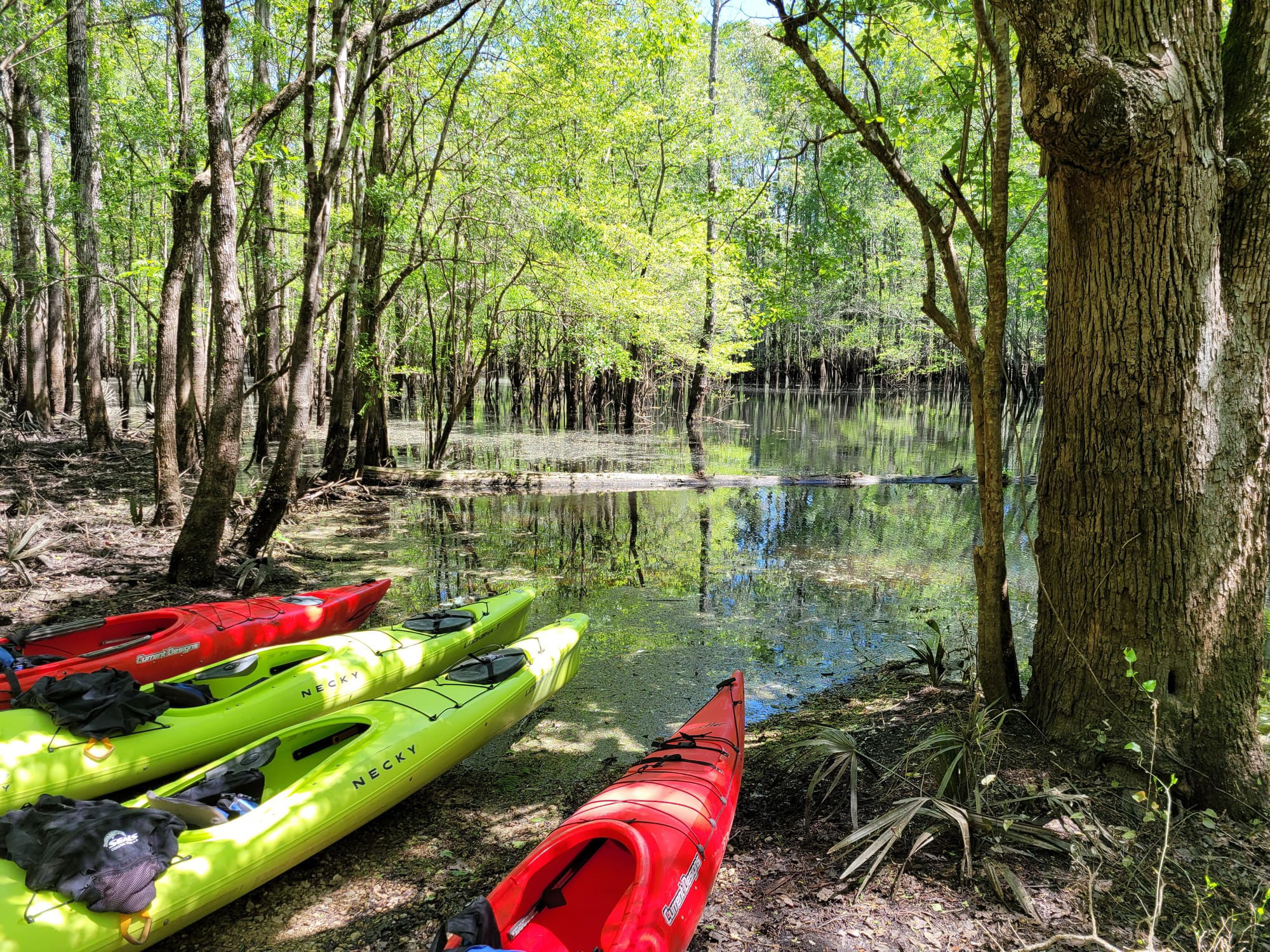 REI Trip: Coastal Carolina Sea Kayaking: Pitch Landing - Francis Marion National Forest - 4/25/21