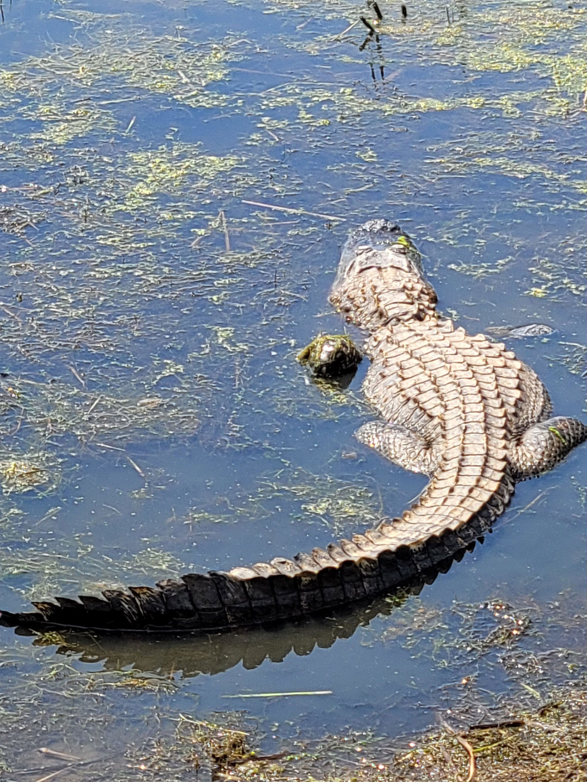 REI Trip: Bulls Island - Alligator Habitat