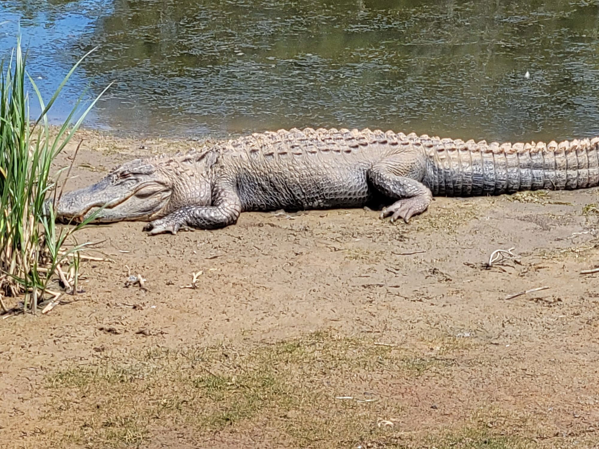 REI Trip: Bulls Island - Alligator Habitat