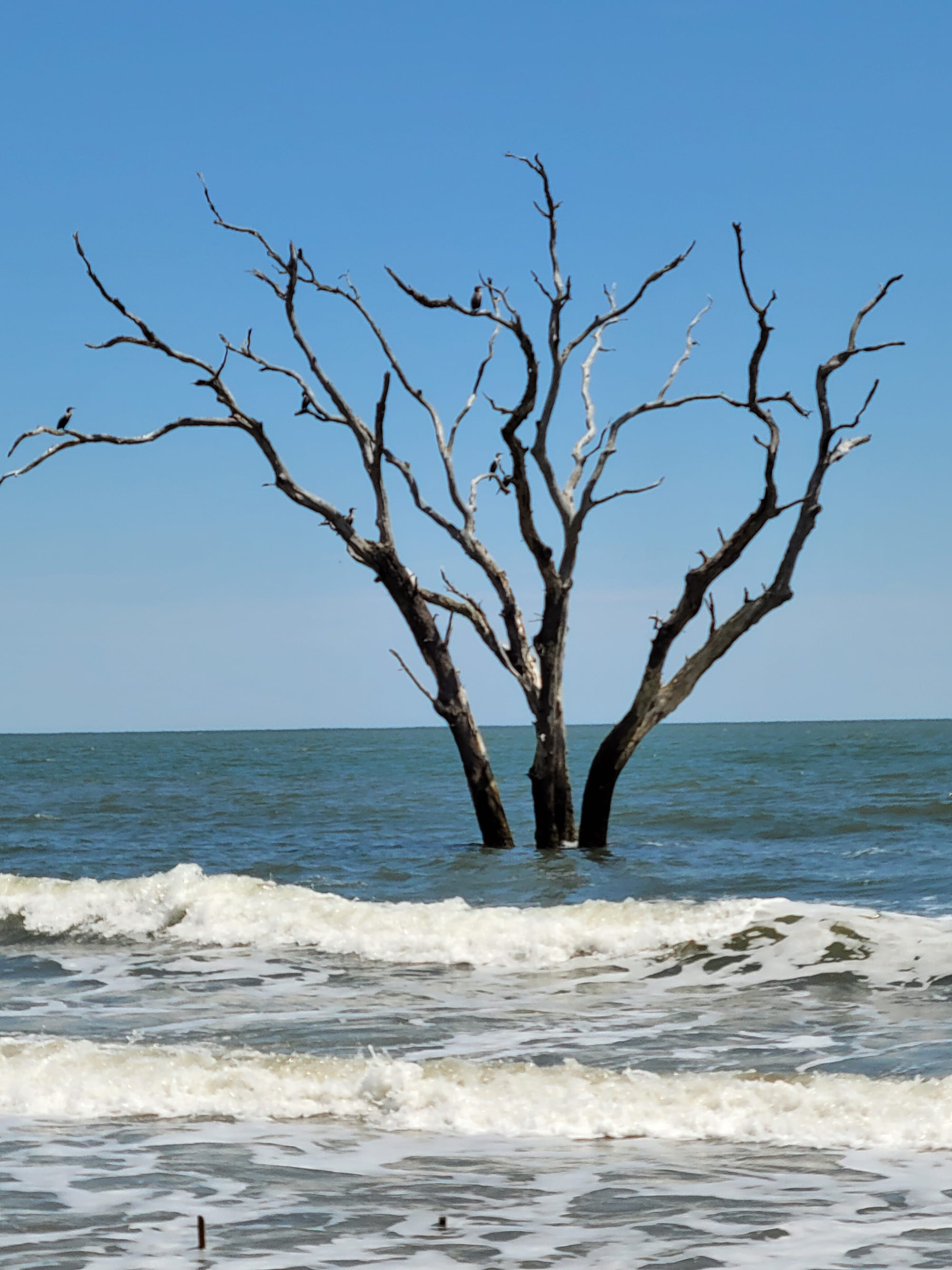 REI Trip: Bulls Island - Boneyard Beach