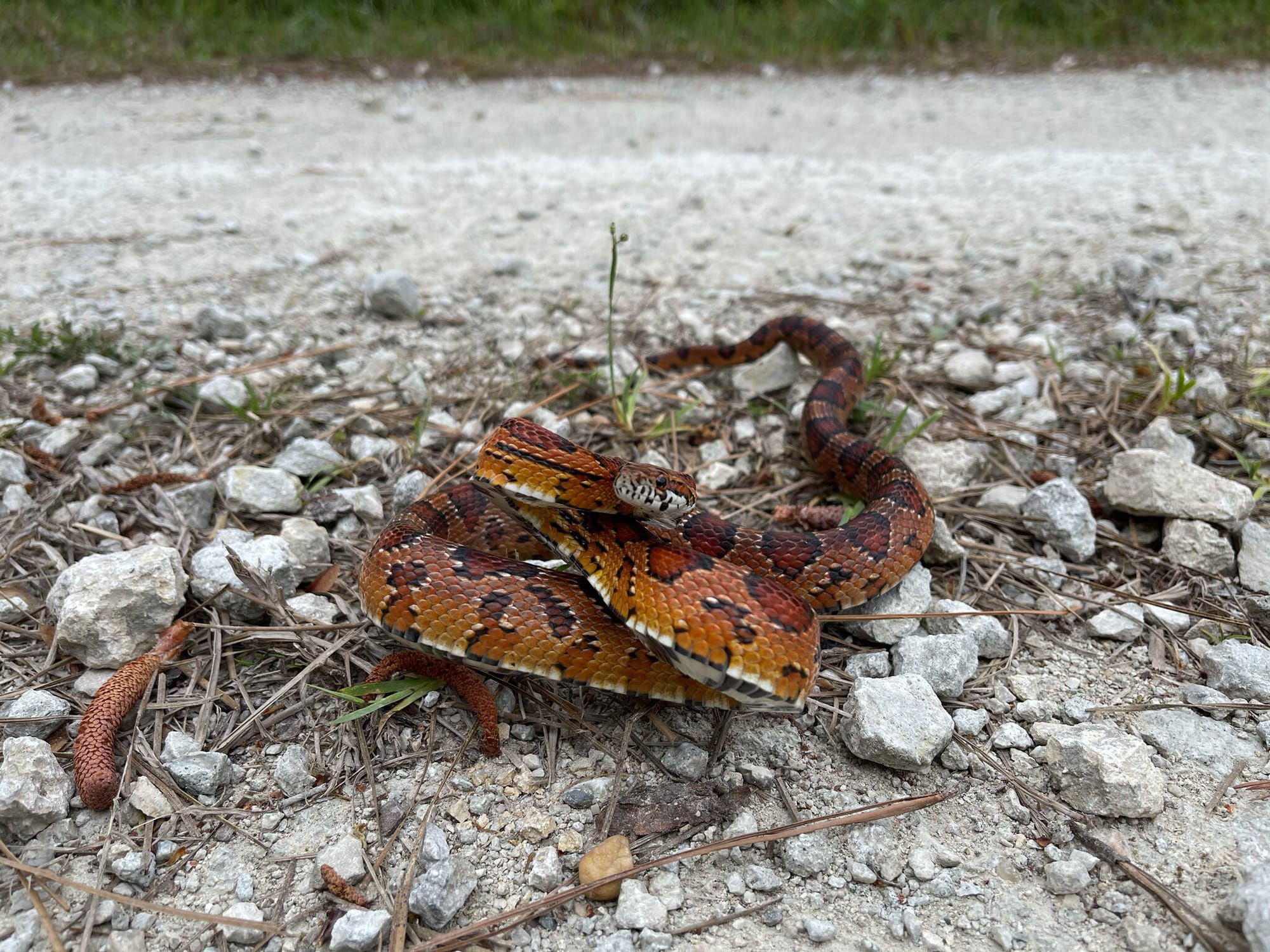 REI Trip: Corn Snake