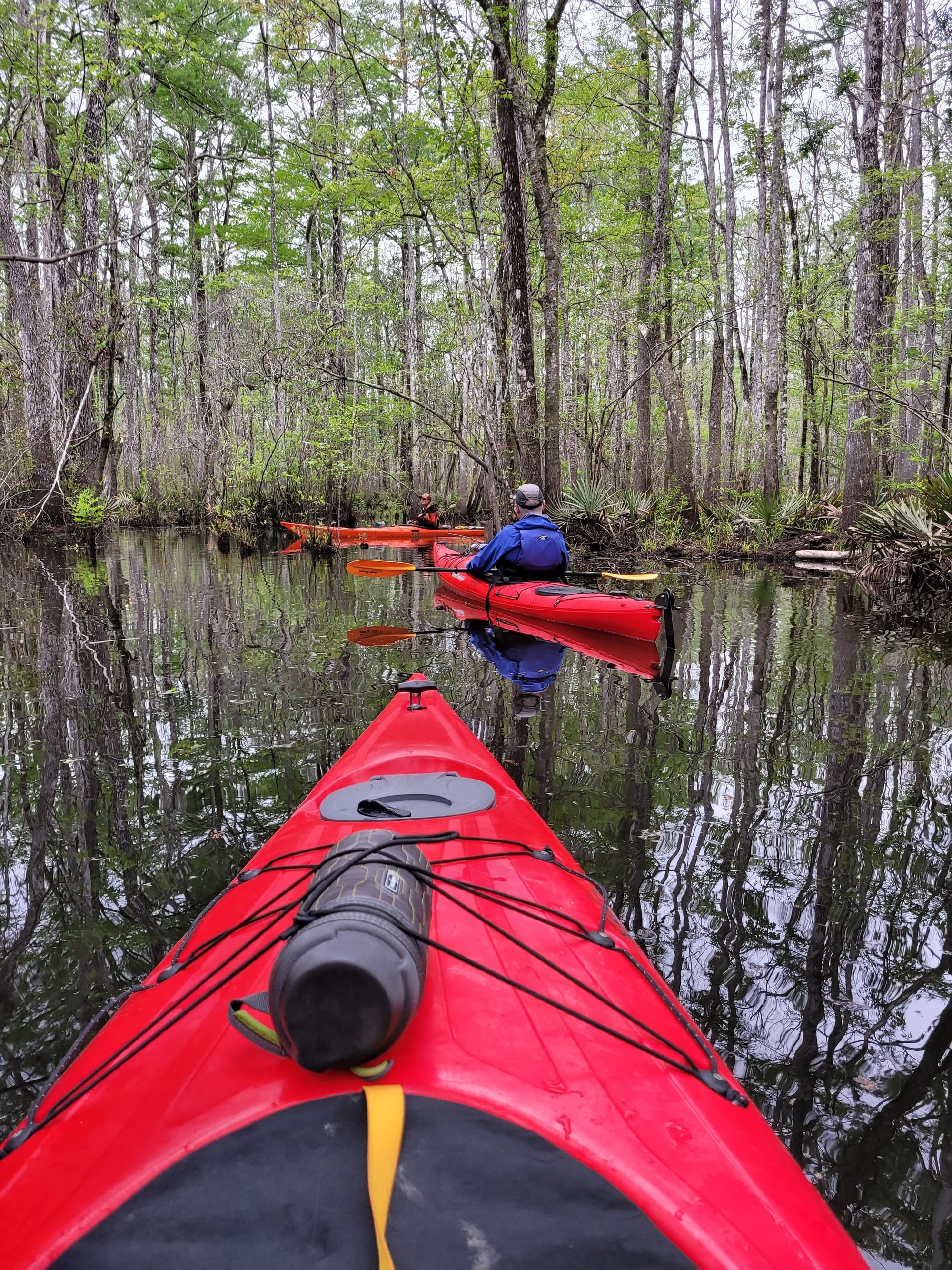 REI Trip: Kayaking from Still Landing on the Wambaw Creek in the Francis Marion National Forest