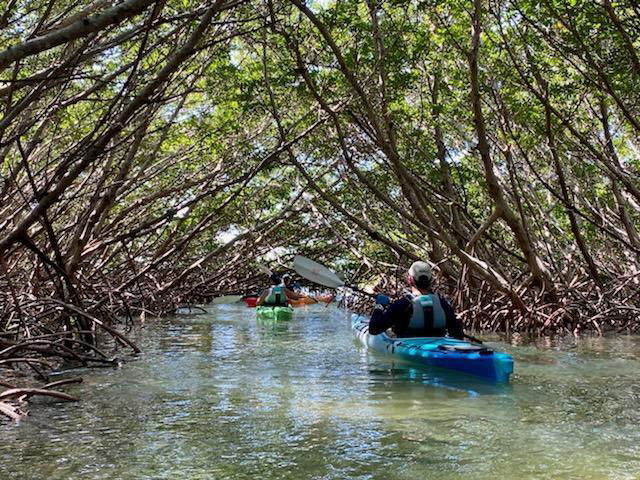 Coastal Kayak Charters tour of the Shell Key Preserve - Mangrove Tunnel - St. Petersburg, Florida