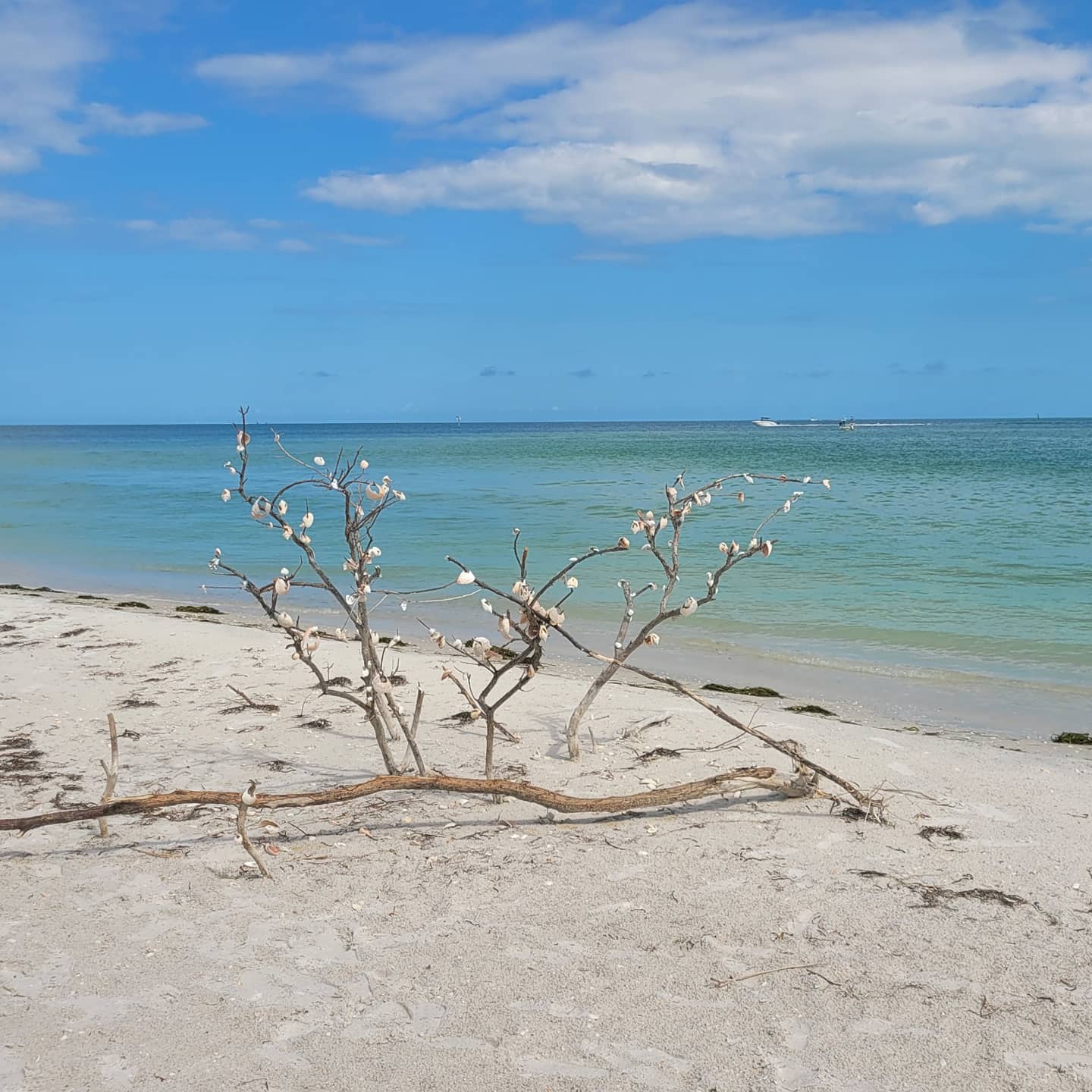 Coastal Kayak Charters tour of the Shell Key Preserve  - Make a Wish & Leave a Shell on a Tree - St. Petersburg, Florida