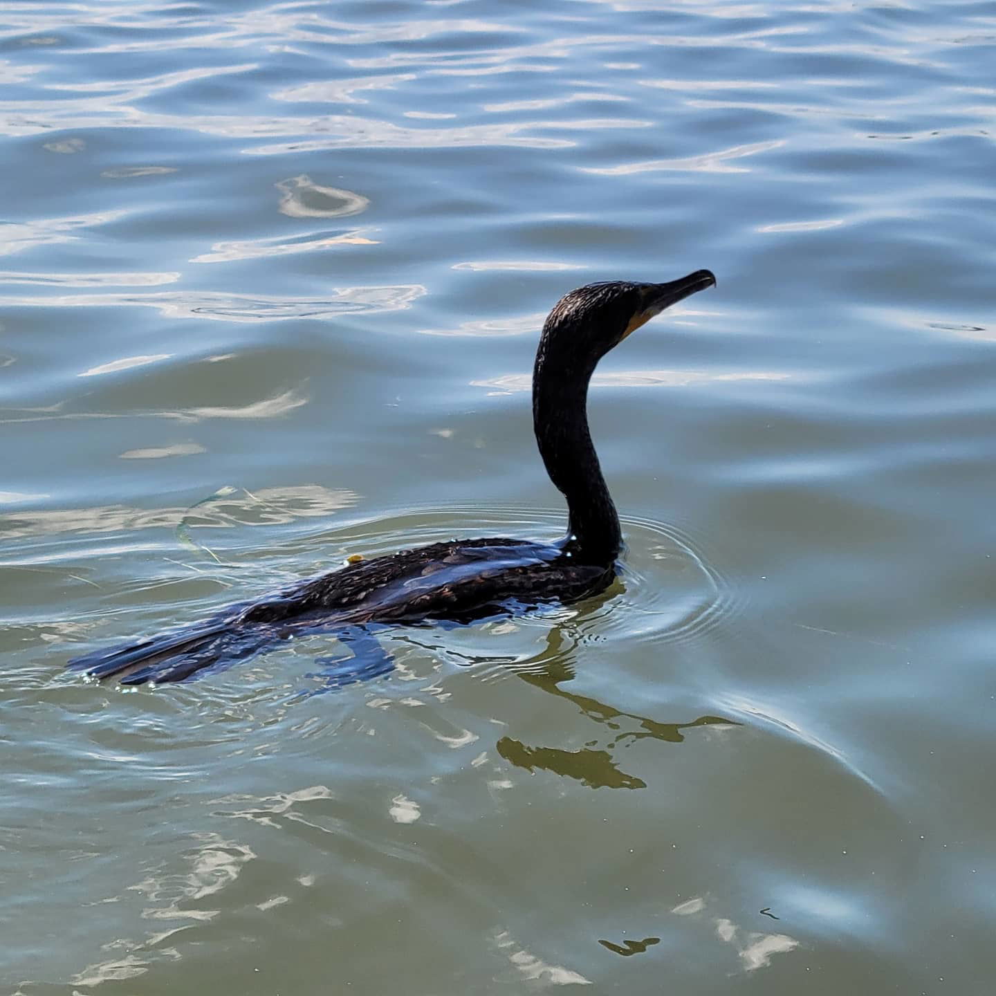 Coastal Kayak Charters tour of the Shell Key Preserve  (Cormorant) - St. Petersburg, Florida