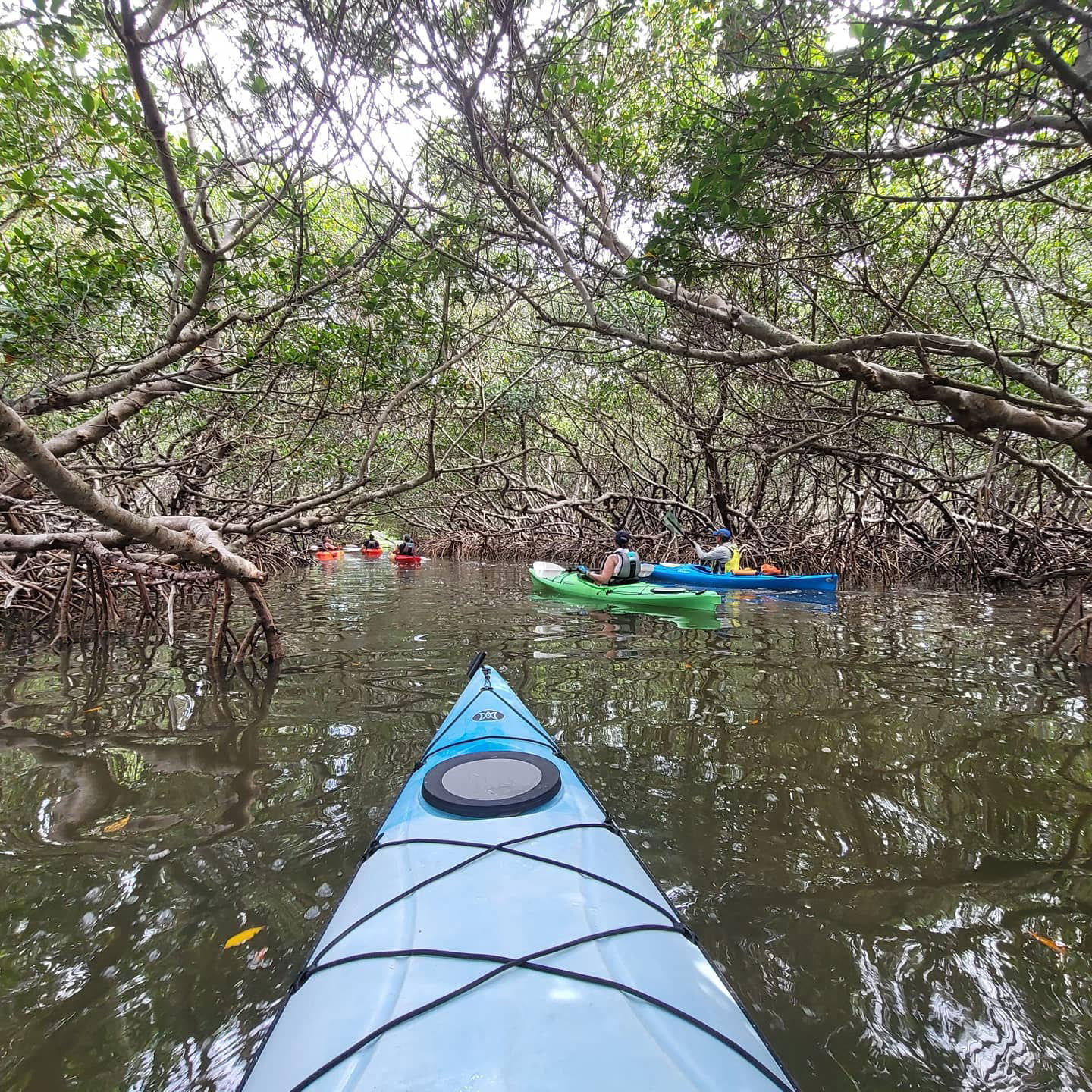 Coastal Kayak Charters tour of the Shell Key Preserve - Mangrove Tunnel - St. Petersburg, Florida