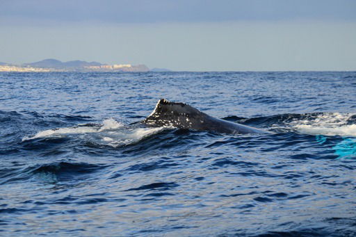 Cabo San Lucas, Mexico - True Baja - Whale Watch - 12/13/22
