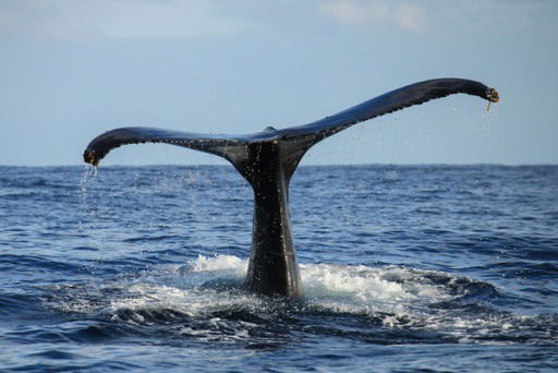 Cabo San Lucas, Mexico - True Baja - Whale Watch - 12/13/22