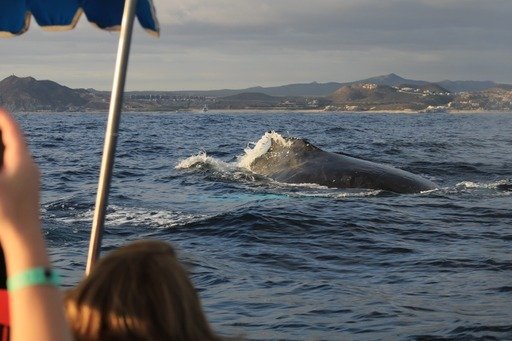 Cabo San Lucas, Mexico - True Baja - Whale Watching - 12/13/22