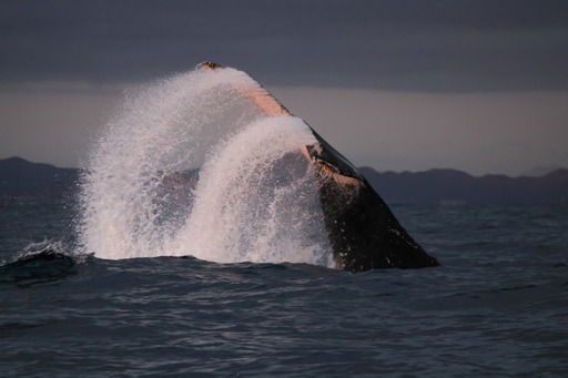 Cabo San Lucas, Mexico - True Baja - Whale Watching - 12/13/22