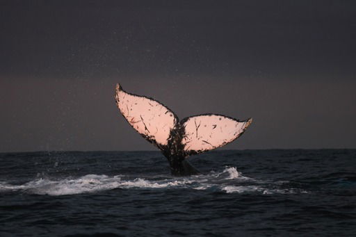 Cabo San Lucas, Mexico - True Baja - Whale Watching - 12/13/22