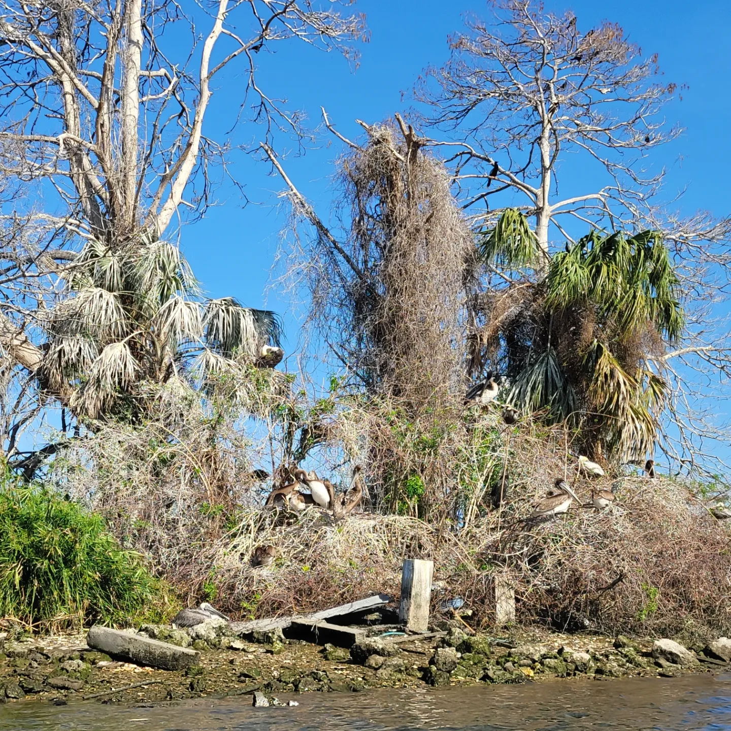 Manatee Swim Center - Kings Bay - Crystal River, FL - 2/7/23