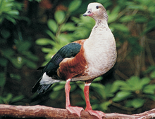 ORINOCO GEESE (COMING AUTUMN 2023)