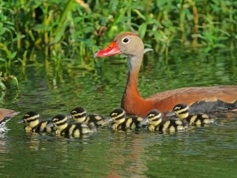BLACK BELLIED WHISTLING DUCK (COMING AUTUMN 2023)