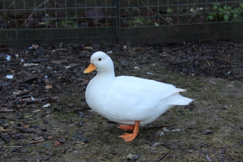 CALL DUCKS