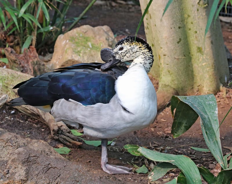 AFRICAN COMB DUCKS (COMING AUTUMN 2023)