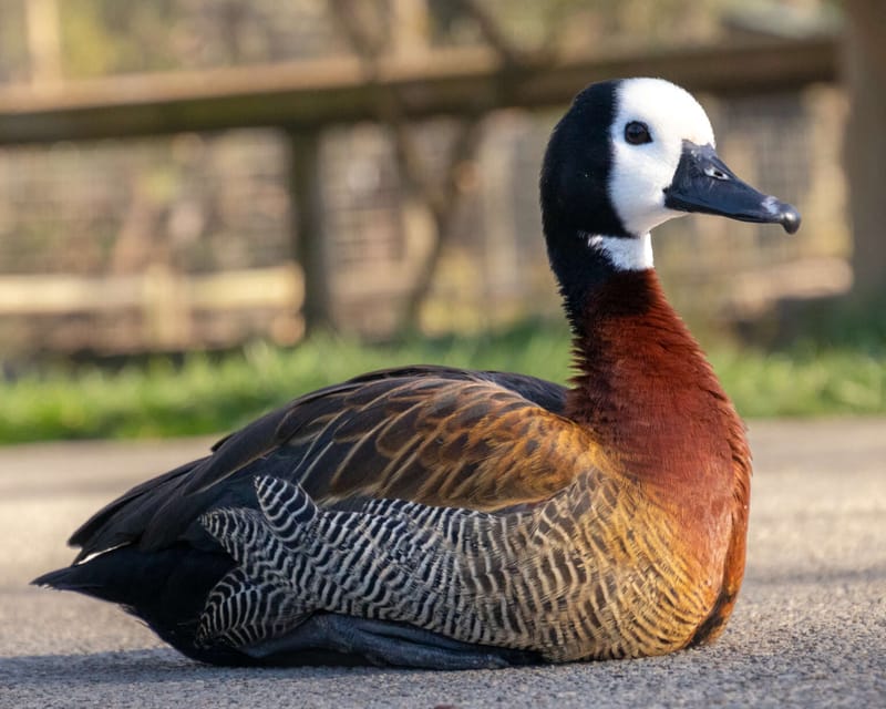 WHITE FACED WHISTLING DUCKS (COMING AUTUMN 2023)