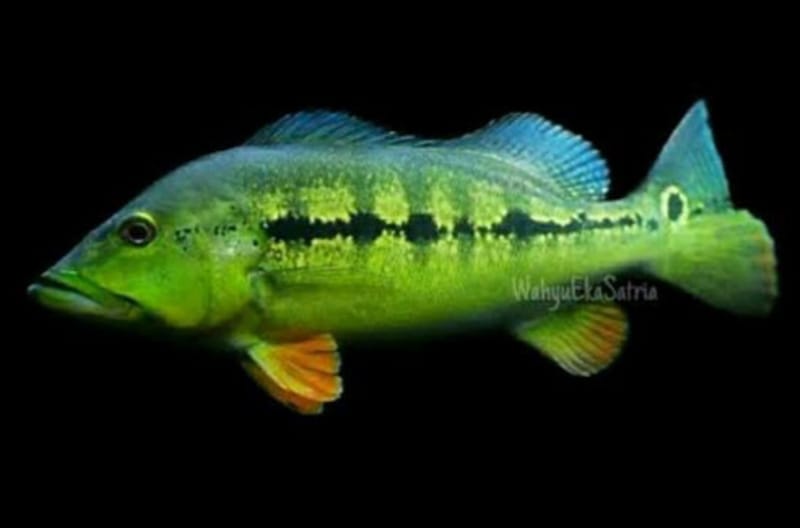 CICHLA - CRENICICHLA - topfishitalia