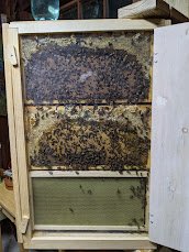 Indoor Bee Observatory