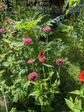 Zinnias Love Butterflies - Butterflies Love Zennias