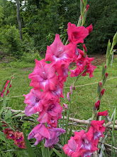 Gladiolus Make All Creatures Glad