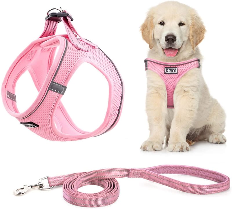 Harness Leash - M & K Cockapoos Of Ms